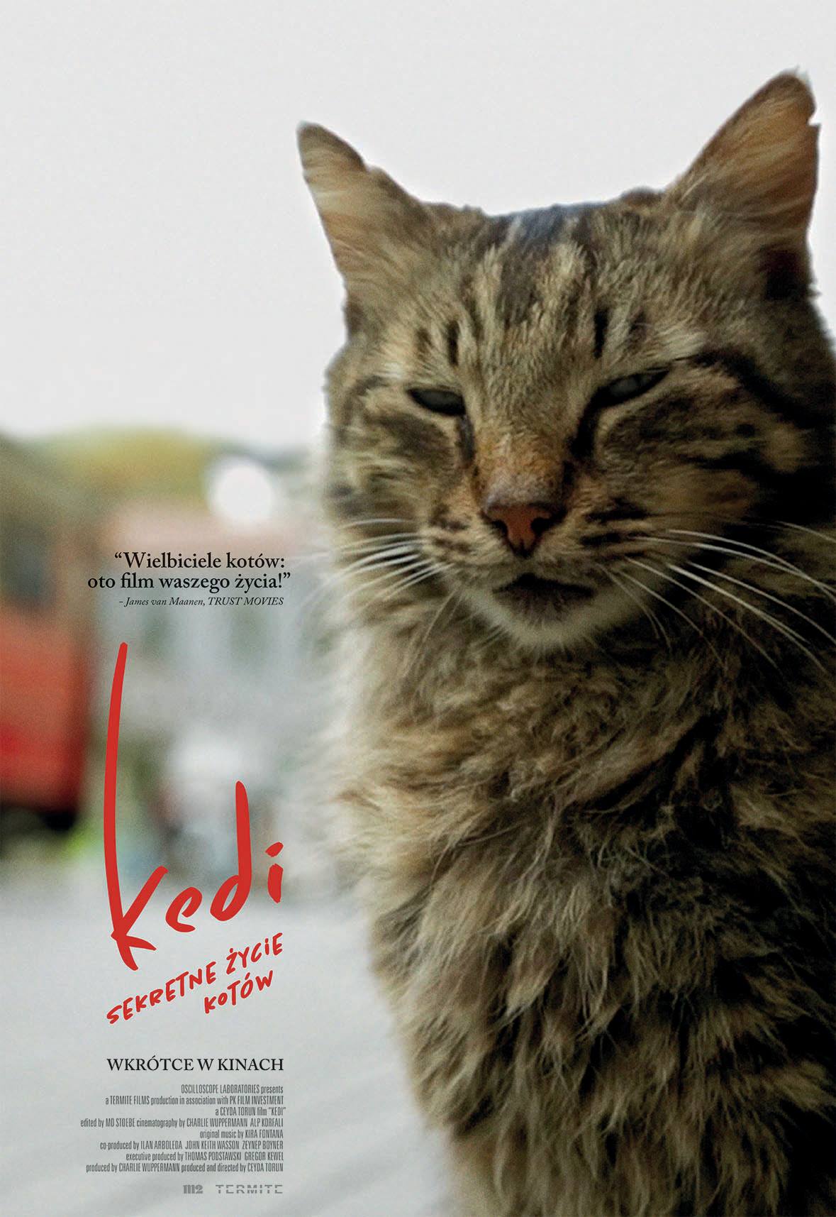 Polski plakat filmu 'Kedi - sekretne życie kotów'