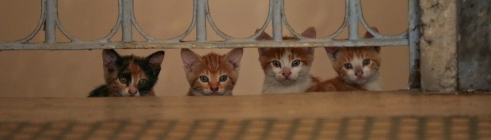 Baner filmu 'Kedi - sekretne życie kotów' Baner filmu 'Kedi - sekretne życie kotów'