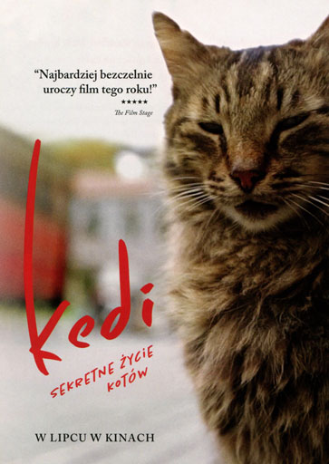 Przód ulotki filmu 'Kedi - sekretne życie kotów'