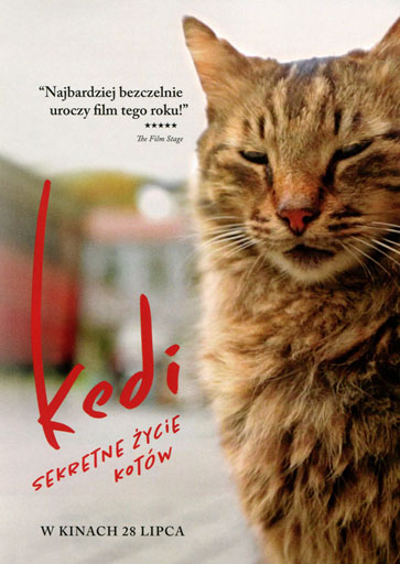 Przód ulotki filmu 'Kedi - sekretne życie kotów'