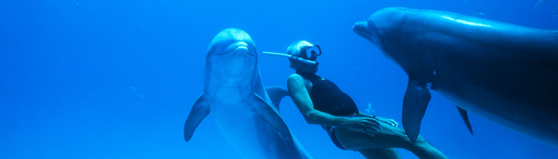 Baner filmu 'Człowiek delfin' Baner filmu 'Człowiek delfin'